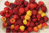 ALASKA SALMONBERRY JAM